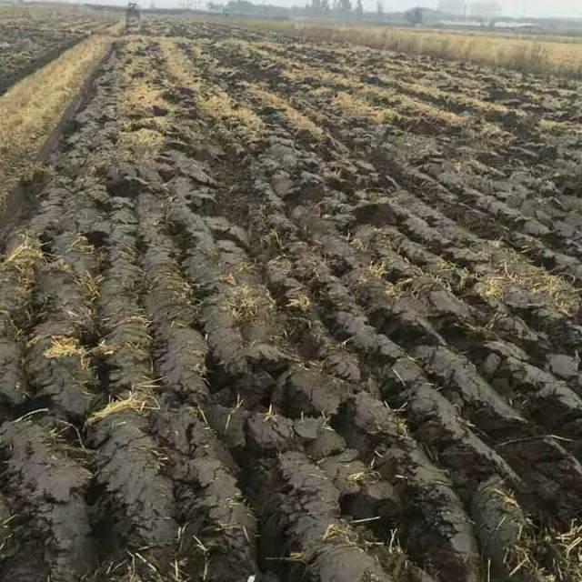 Paddy Land Driven Disc Plough